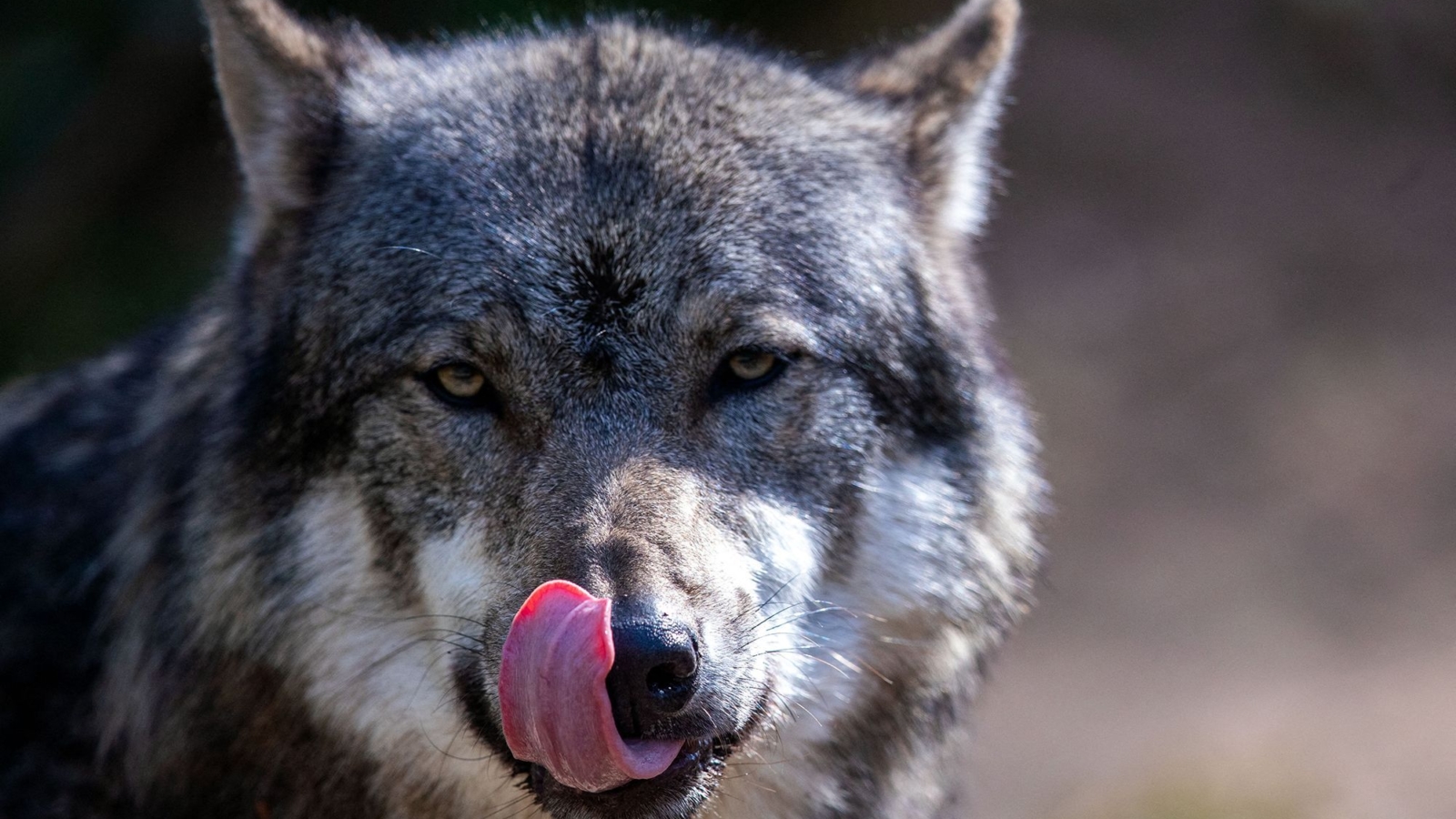 loup