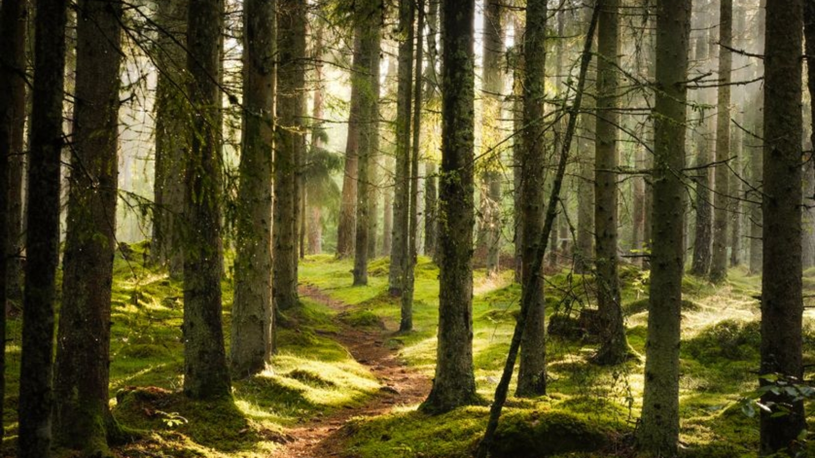 FORET