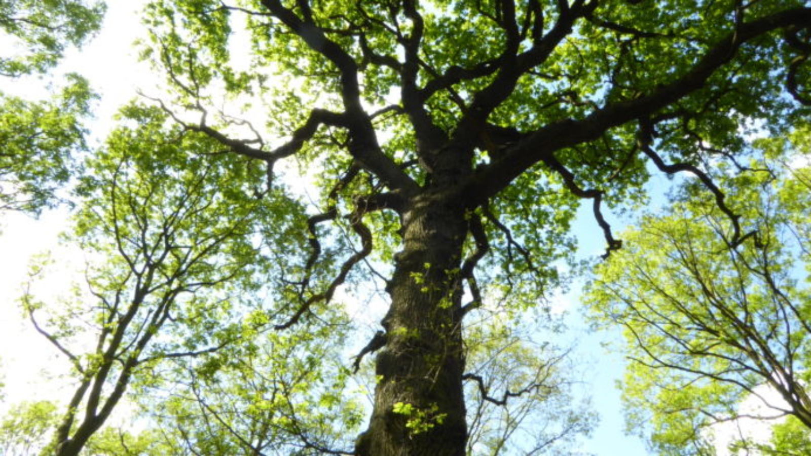 arbre