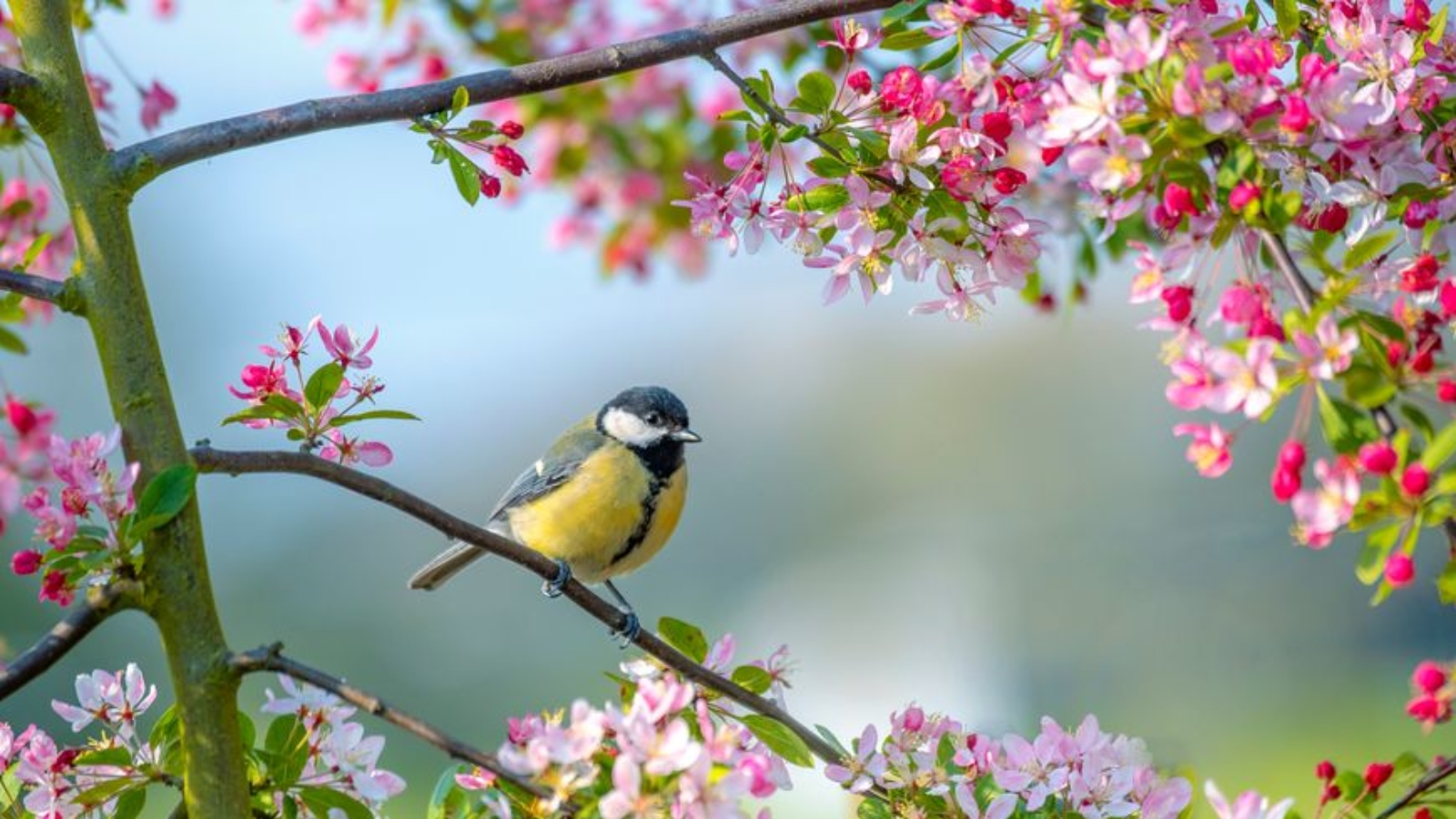 oiseau