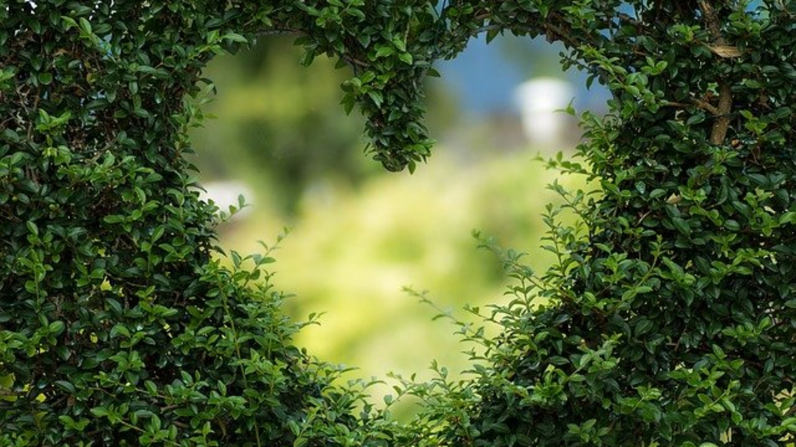 jardin