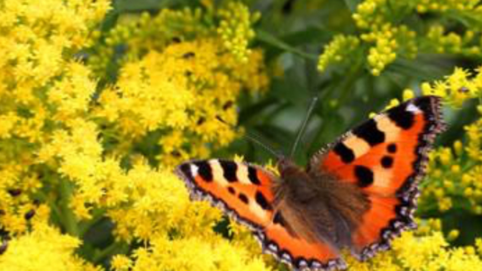 papillon